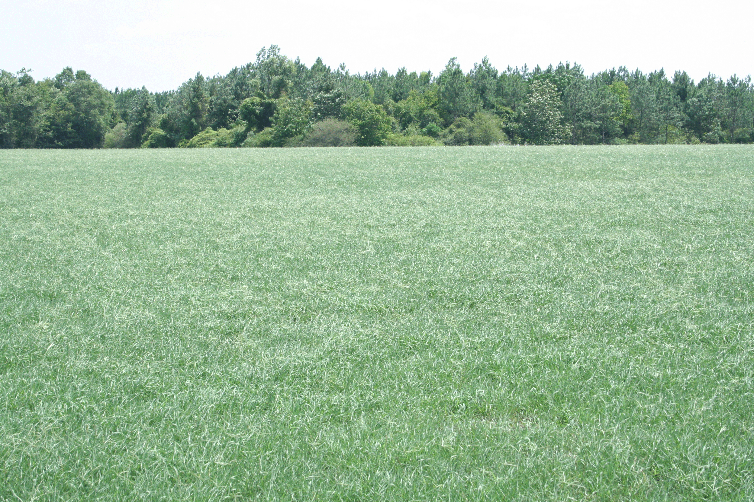 Grass Seed Size Chart