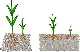 Effect Of Concentration Of Salt In Water On Plant Growth 101