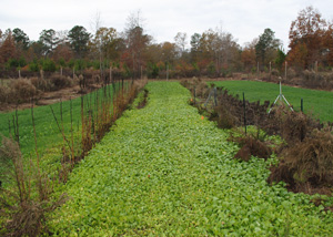 Using Cover Crops In The Home Garden Uga Cooperative Extension