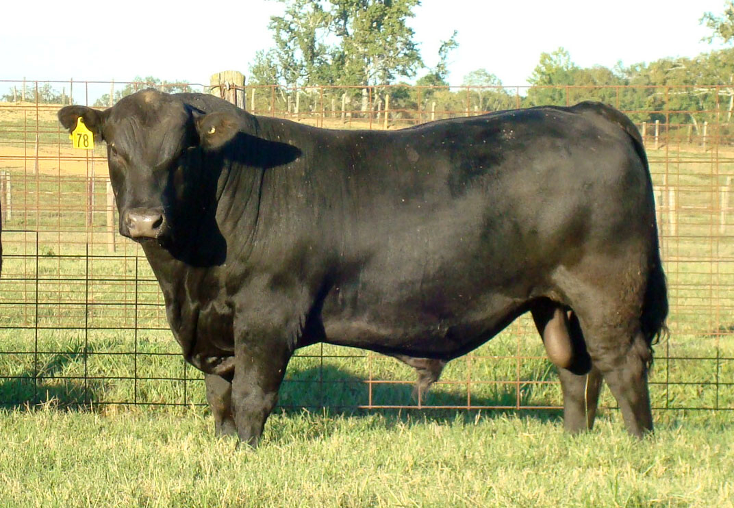Bull Buyer S Guide Uga Cooperative Extension