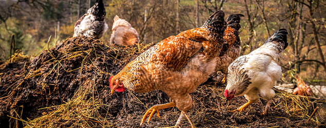 Maximizing Poultry Manure Use through Nutrient Management Planning