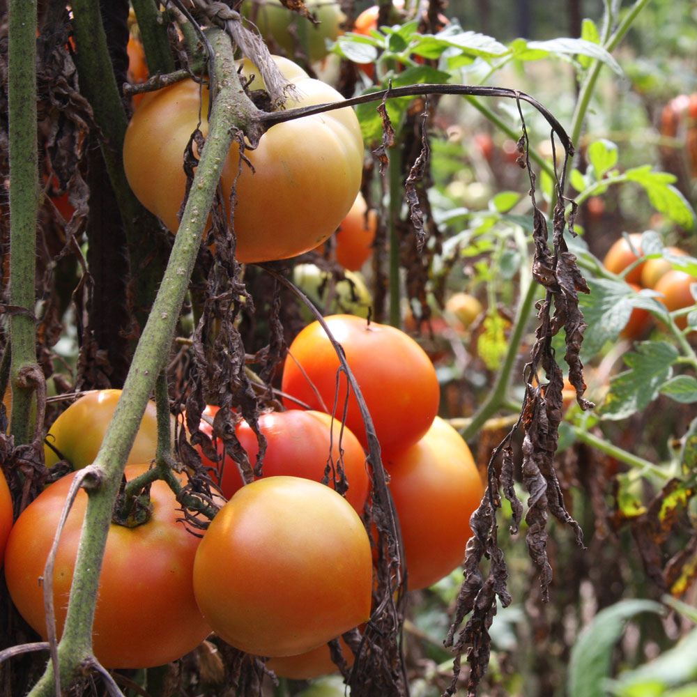 Commercial Tomato Production Handbook