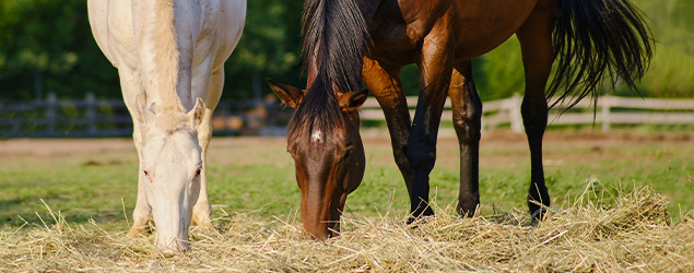 How to Feed a Horse: Understanding the Basic Principles of Horse Nutrition