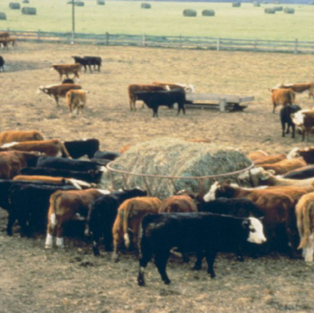 Common Terms Used in Animal Feeding and Nutrition