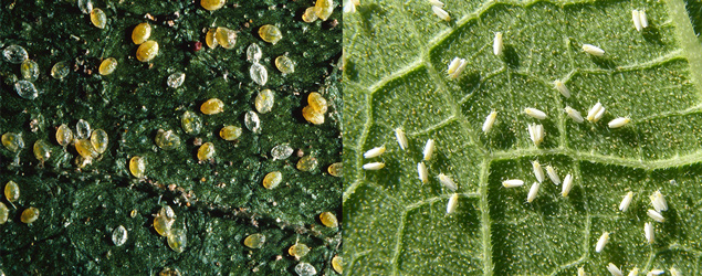 Whitefly-Transmitted Plant Viruses in South Georgia