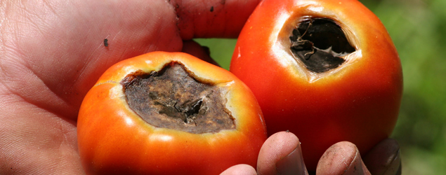 Troubleshooting Cultural Problems in Tomatoes