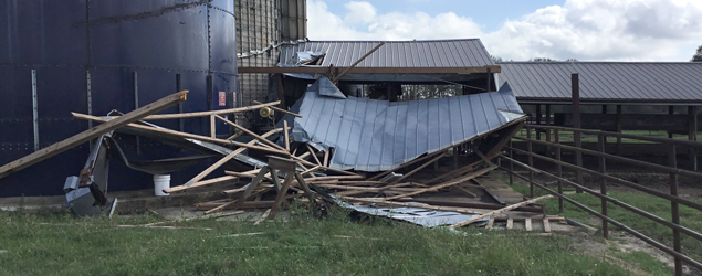 Dealing with Pasture, Hay, Feed, and Livestock Losses After Significant Weather Events