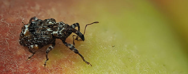 Plum Curculio: An Incessant Pest of Peaches