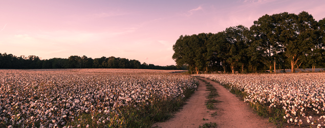 Cotton Defoliation in Georgia