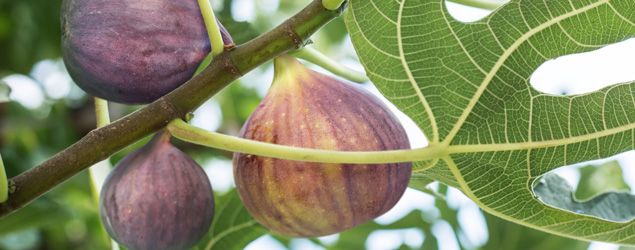 Home Garden Figs