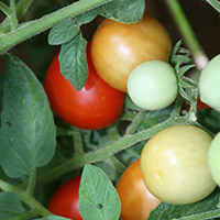 Georgia Homegrown Tomatoes