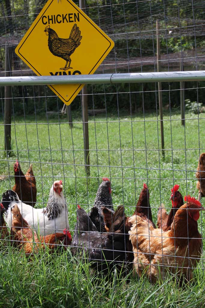 UGA Extension has researched-based resources for those who want to raise backyard chickens.