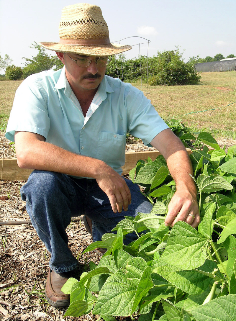 UGA Extension consumer horticulturist Bob Westerfield checks bean plants for signs of disease and insects on the UGA campus in Griffin. Westerfield grows vegetables at work to be prepared to answer home gardener questions. He grows them at home for his dinner table.