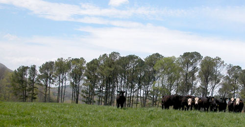 Beef cattle graze on a pasture on the Georgia Mountain Research and Education Center in Blairsville, Ga.