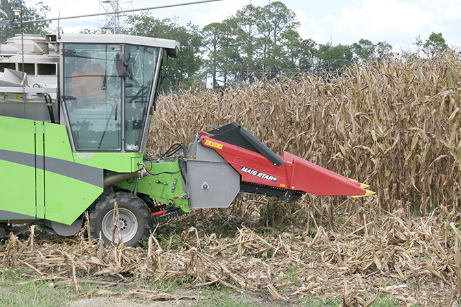Corn is harvested on the UGA Tifton Campus on August 11, 2016.