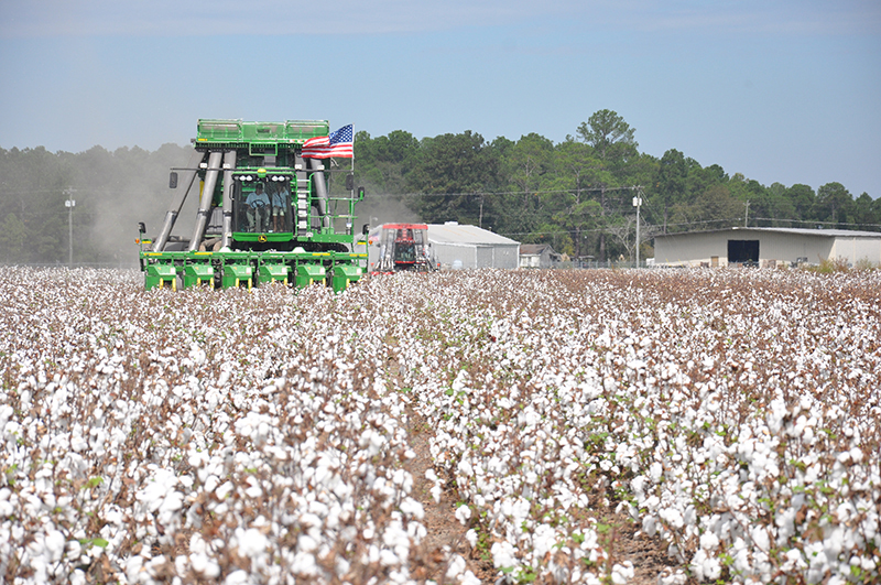 Cotton being harvested.