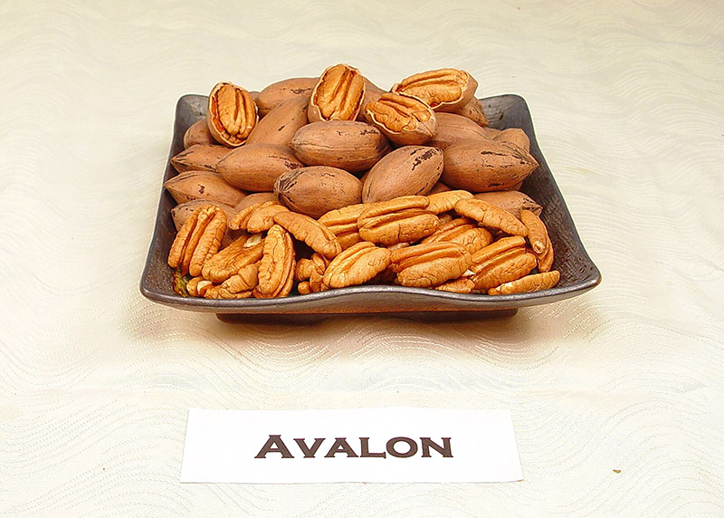 UGA's newest pecan variety, ‘Avalon’, in 2017. The pecan's extreme resistance to scab disease makes it desirable for pecan farmers looking to replenish their crop after Hurricane Michael.