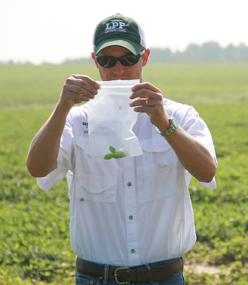 UGA Extension peanut entomologist Mark Abney does a demonstration on insect scouting.