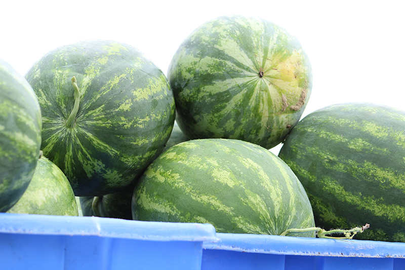 Watermelons harvested on UGA Tifton campus.