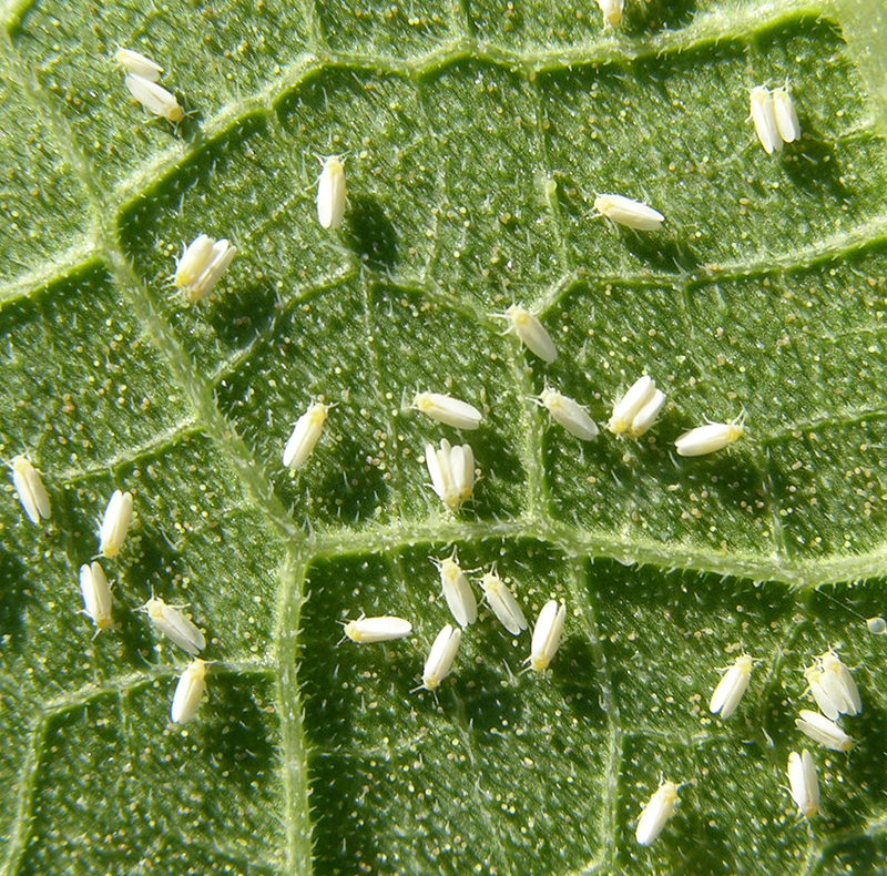 Whiteflies seen on a squash leaf.