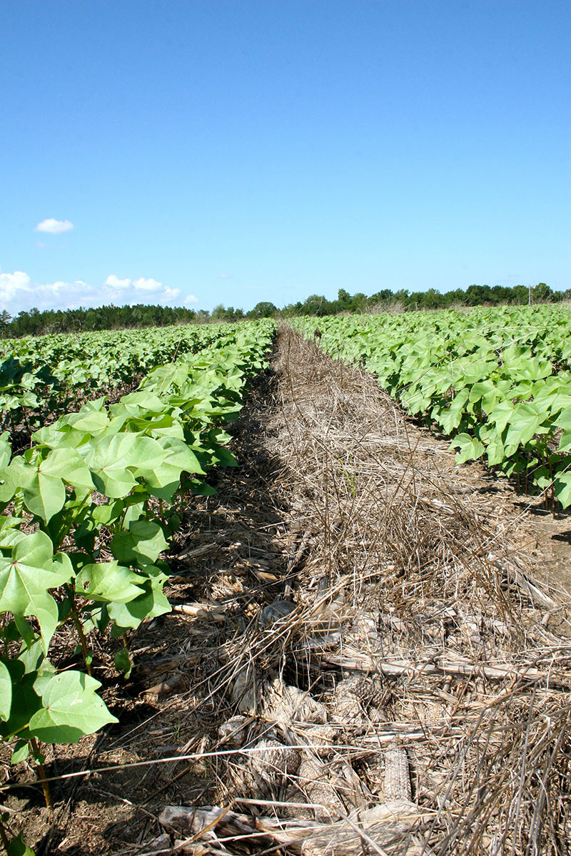A conservation tillage system begins with a cover crop that's planted during the fallow times of the year, such as late fall and early winter when row crops have been harvested. Pictured is corn and rye residue, part of a conservation tillage system on Barry Martin's farm in Hawkinsville, Georgia.