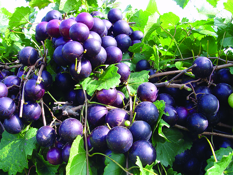 The 'Paulk' variety is UGA's newest muscadine release.