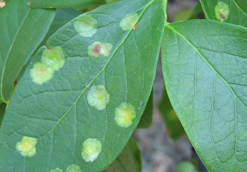 Exobasidium leaf and fruit spot disease on blueberry.