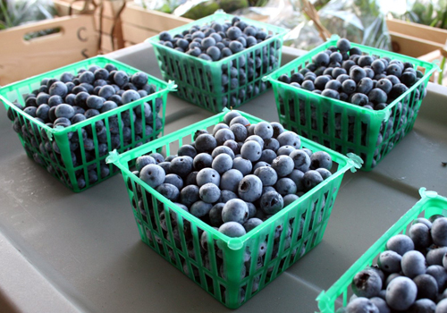 Freshly picked blueberries sit in baskets at the University of Georgia horticulture farm in Athens, Ga.