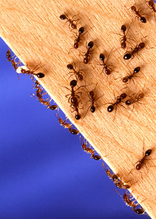 Fire ants scurry along a piece of wood