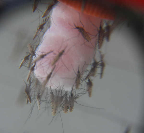 Mosquitoes feed on sugar water in Mark Brown's endocrinology lab on UGA's Athens campus.