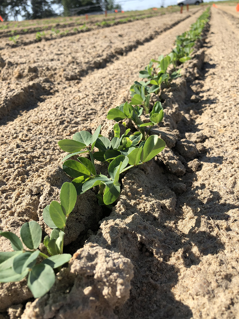 Peanuts seedlings part of UGA research in this 2018 photo. Because of the lack of rain over the past couple of weeks, peanut plants are likely to be irrigated this early in the growing season.