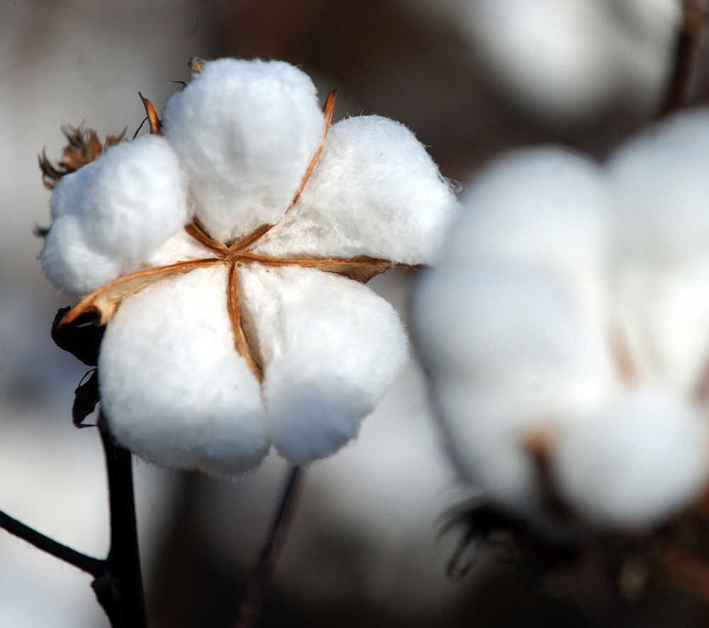 Georgia farmers will soon be harvesting their cotton crop. It's important for cotton producers to know when to defoliate to speed up the crop's maturity process.