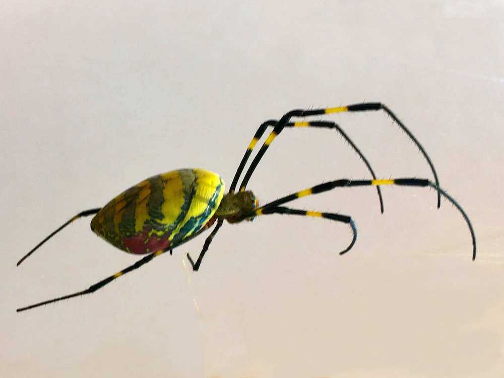 A Joro spider found in Hoschton, Georgia in 2018.
