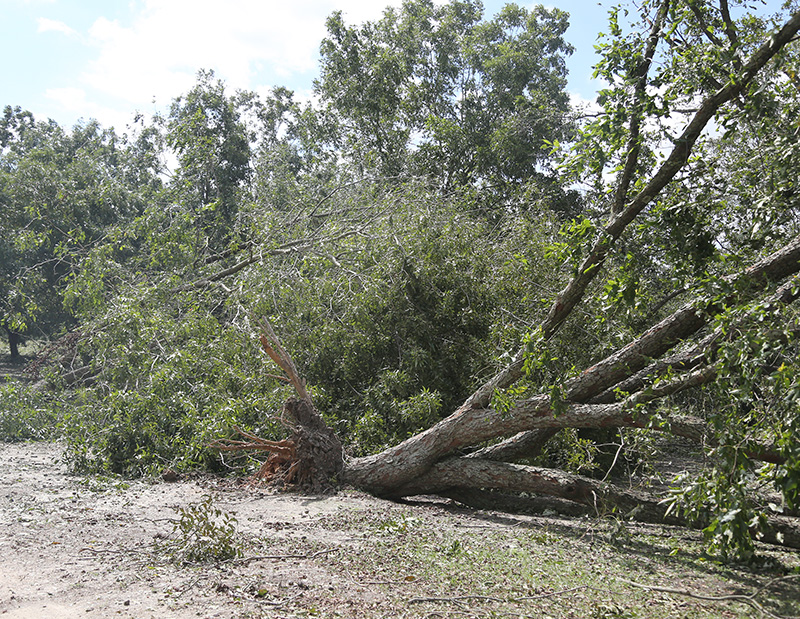 Hurricane Michael's strong winds uprooted pecan trees in Tift County.