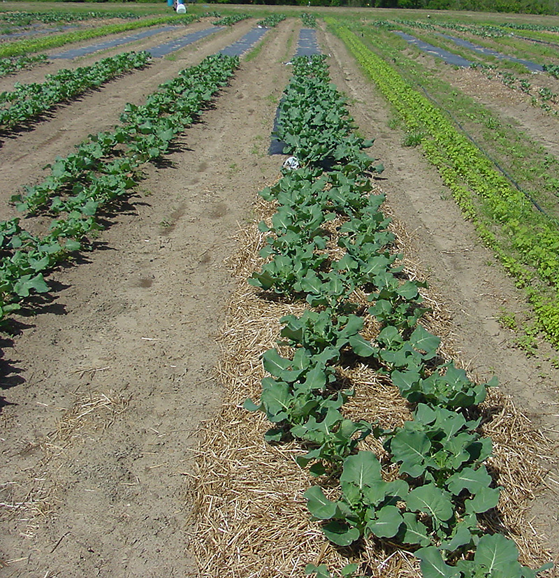 Broccoli grown on the UGA Tifton Campus is pictured growing on wheat straw mulch, plastic mulch and on bare soil.