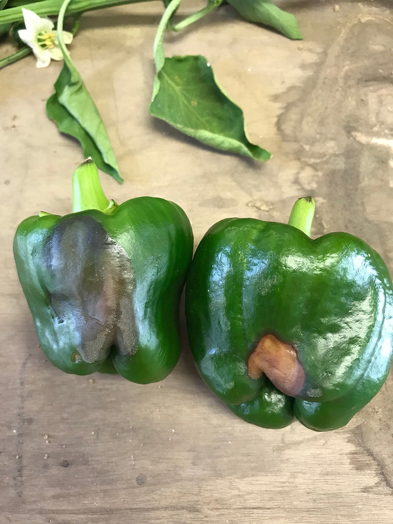 Bell peppers with blossom end rot symptoms caused by excess of sun light.