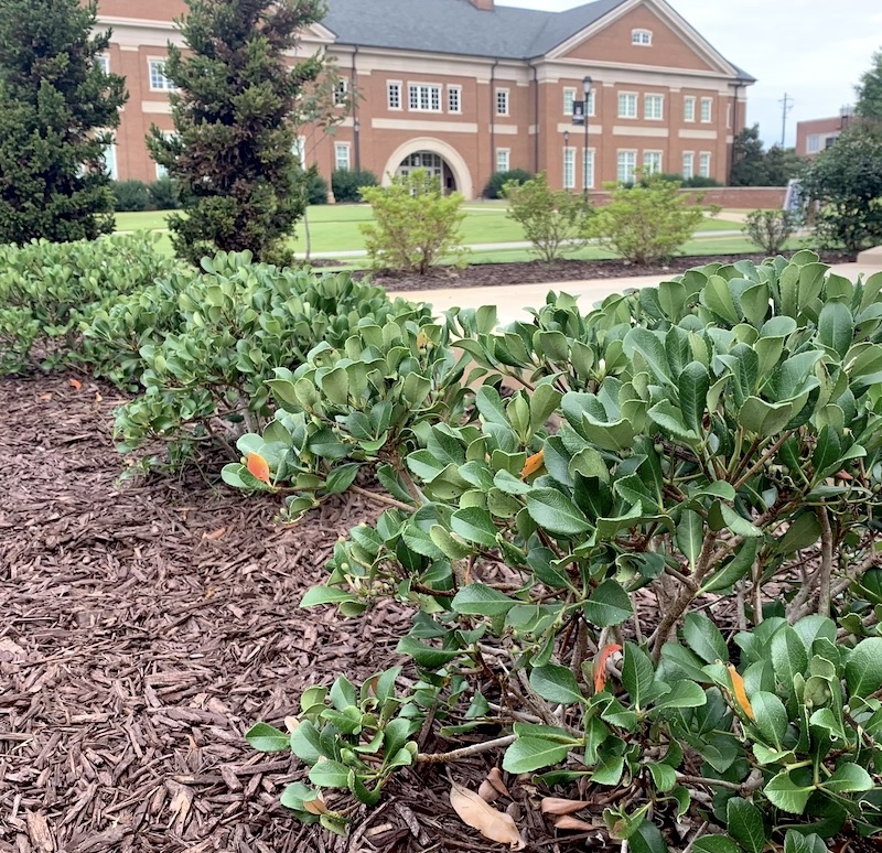 Adding mulch to landscape beds can be an effective way to control small weed infestations or in areas where herbicides cannot be used, UGA Extension experts say.