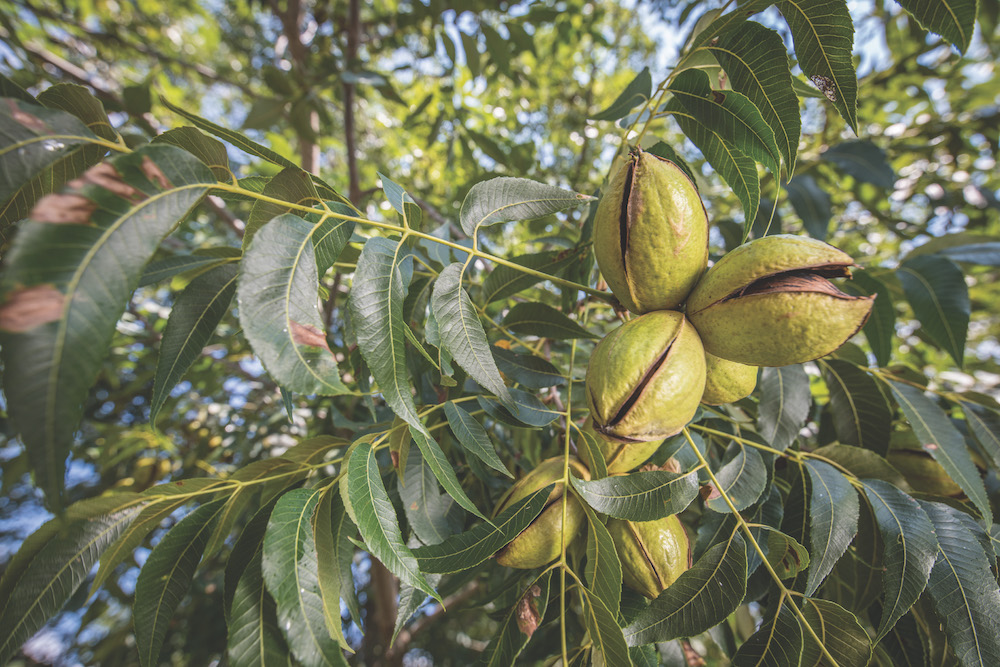UGA's College of Agricultural and Environmental Sciences is part of a collaborative effort to develop a smartphone irrigation app for pecans.