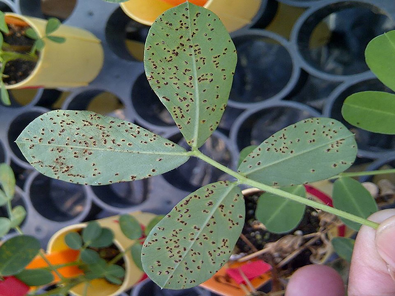 Peanut rust was discovered in Tift County in August and has UGA plant pathologists concerned heading into the final month of the growing season. Peanut rust is a dangerous disease because of how easily and rapidly it spreads from one plant to another.