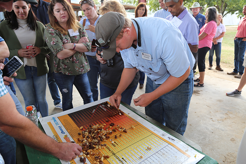 Terrell County Extension Agriculture and Natural Resources Agent Seth McAllister sorts peanuts out on a maturity board during the Georgia Peanut Tour on Sept. 19, 2019.