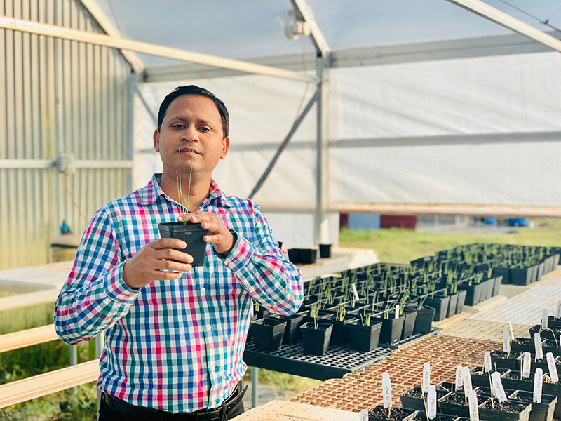 Bhabesh Dutta examines an onion plant in a greenhouse.