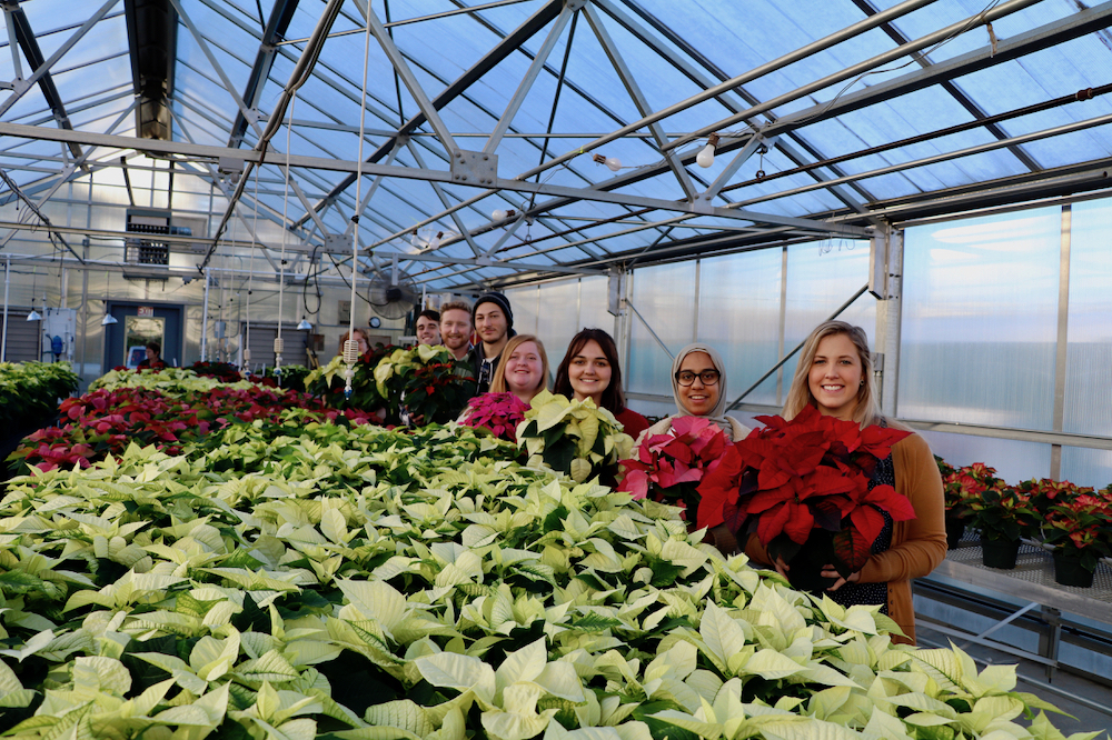 Members of UGA's Tau chapter of Pi Alpha Xi Horticultural Honor Society will host their annual poinsettia sale on Dec. 7 from 8 am. to 4 p.m. at Greenhouse 13 at the UGA Riverbend Greenhouse at 111 Riverbend Road.