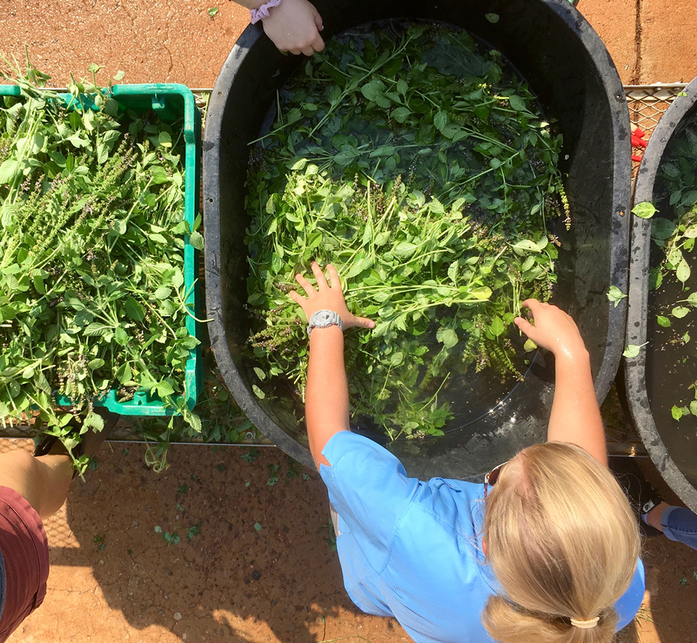 Student work harvesting herbs at UGArden.