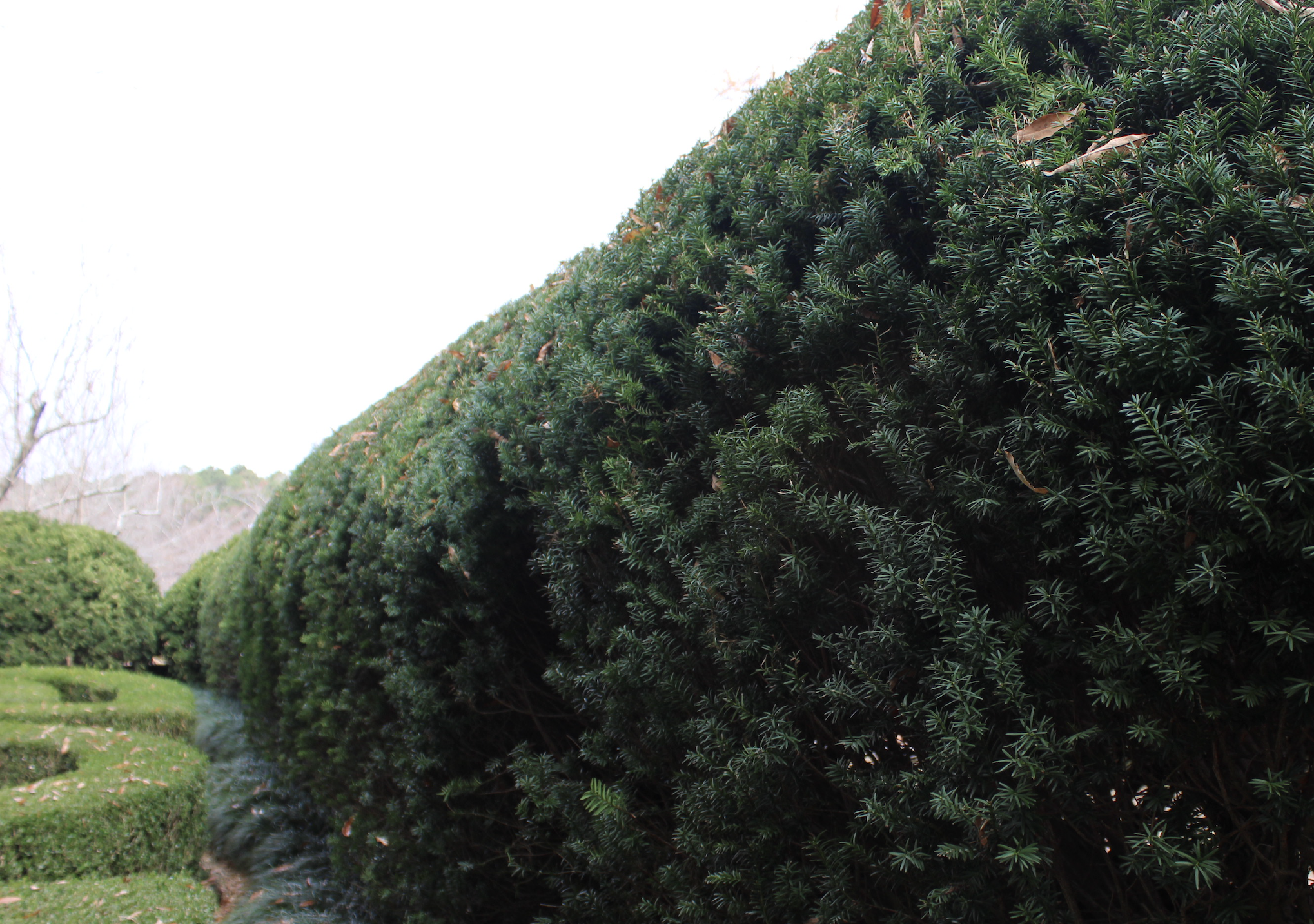Hedges, like the Taxus baccata (yew) pictured at Hills and Dales Estate in LaGrange, Georgia, can shape and frame a view, divide spaces in a landscape and provide privacy.