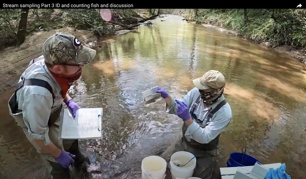 UGA faculty Nick Fuhrman and James Shelton perform stream fish sampling for their "Natural Resource Management for Teachers" lab.