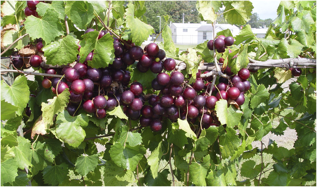 UGA researchers released new red 'RubyCrisp' muscadine variety for those who want a sweet berry flavor with just a hint of muscadine.
