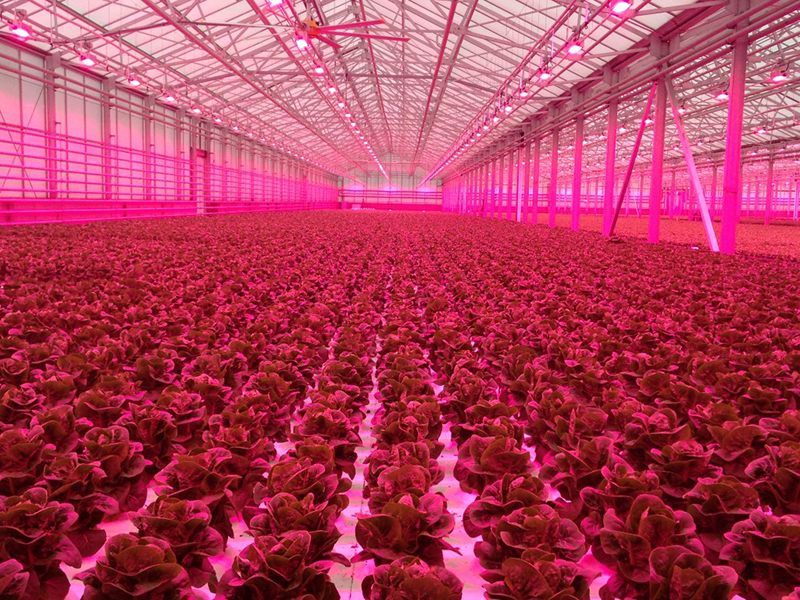 Lettuce is grown under red LED lights at a research greenhouse. U.S. growers spend about $600 million per year on electricity for lighting in their greenhouses and plant factories. (Photo by Neil Mattson)