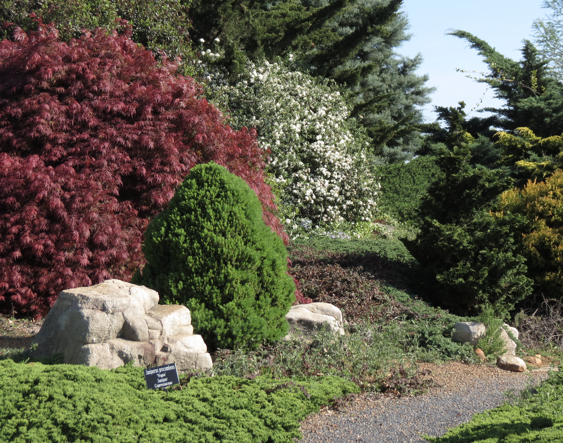 Evergreen and deciduous plants of different colors and forms can be used together to create a visually appealing landscape.