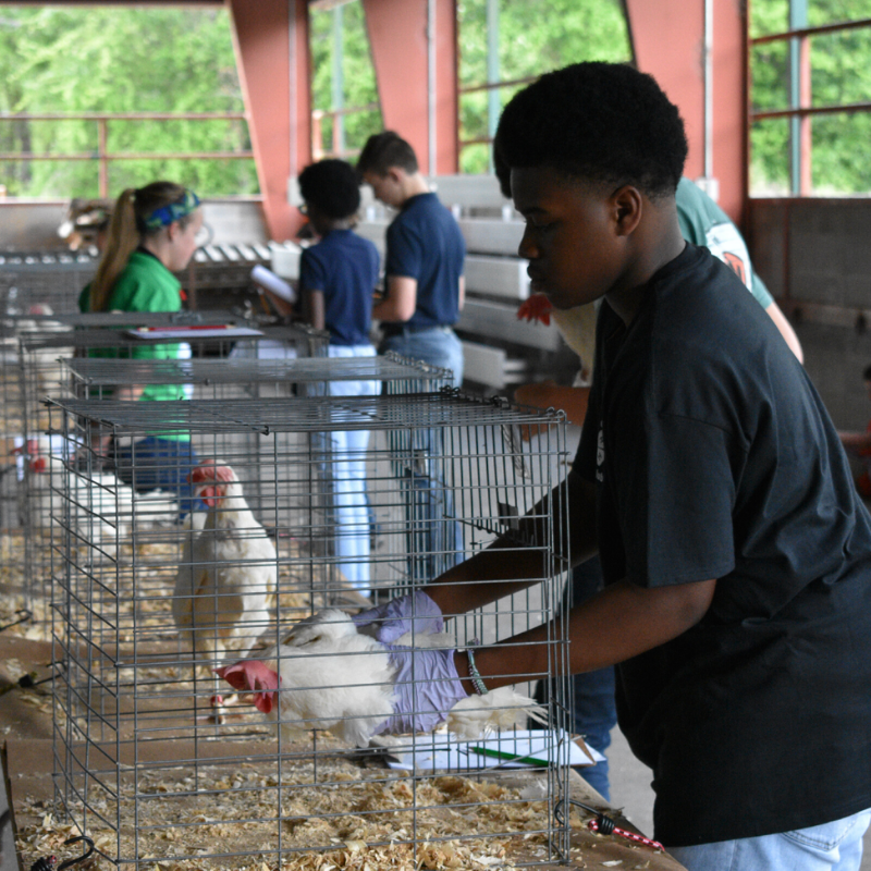 Georgia 4-H Poultry Judging