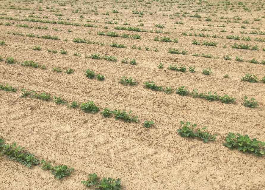 "Skippy stands" have been more prevalent this summer, which may increase the incidence of tomato spotted wilt virus infection. (Photo by Phillip Edwards, Irwin County)